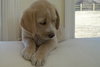 Finn - Adopted