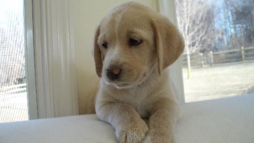 Finn - Adopted