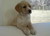 Finn - Adopted