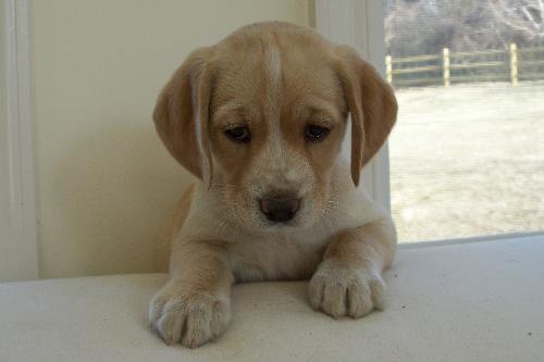 Lulu - Adopted