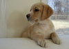 Lulu - Adopted