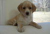 Lulu - Adopted
