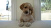 Phoebe 