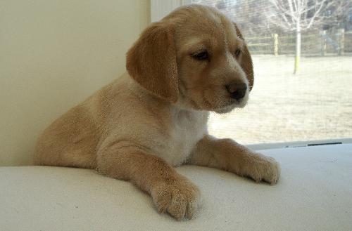 Lily - Adopted