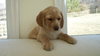 Lily - Adopted