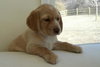 Lily - Adopted
