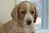 Tyler - Adopted