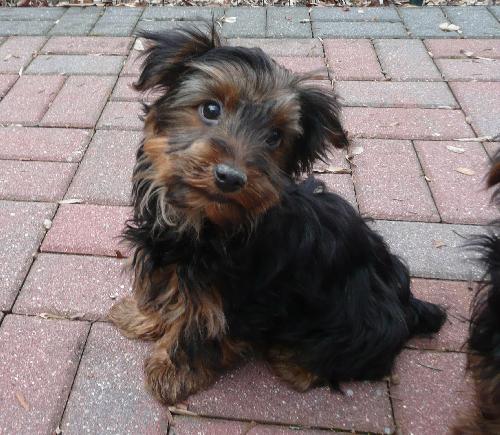Bobby