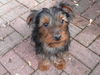 Buddy