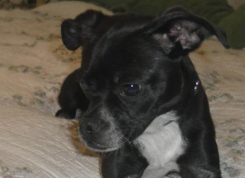 Meg - Adoption Pending