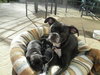Meg - Adoption Pending
