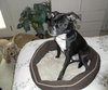 Meg - Adoption Pending