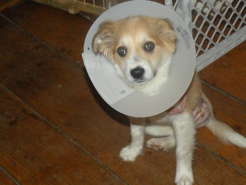 Bo - aka Trike - Adopted!!