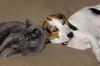 Jenny - Adoption Pending