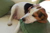 Jenny - Adoption Pending