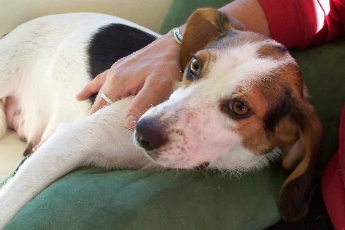 Jenny - Adoption Pending