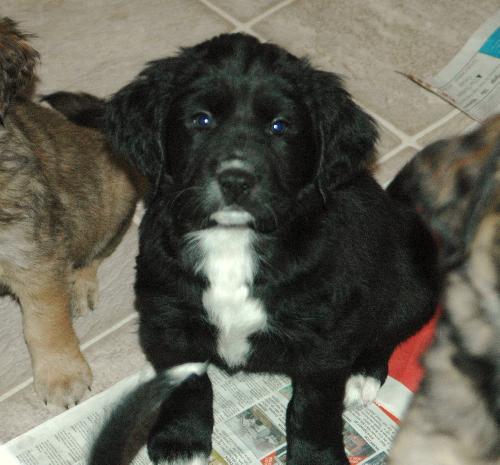 Seth - Adoption Pending