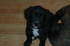 Seth - Adoption Pending