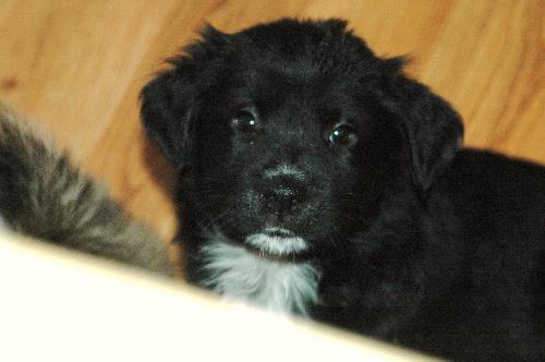 Spencer