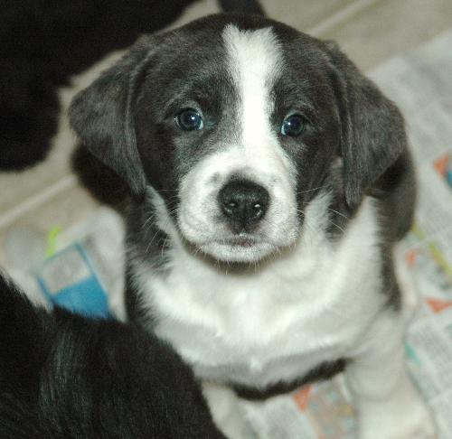 Shila