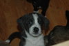 Shila