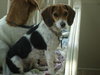 Snoopy