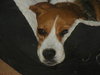 Polly