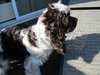 Thorin