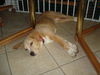 Barney