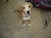 Barney