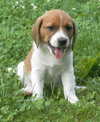 Hobbes