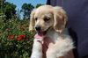 Samantha