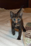 Tootsie