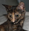 Tootsie