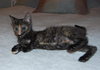 Tootsie