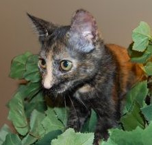 Tootsie