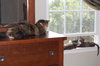 Tootsie