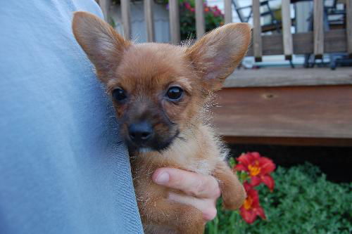 Enzo