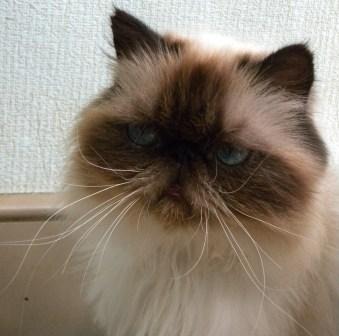 Ms. Fluffy Pants