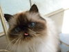 Ms. Fluffy Pants
