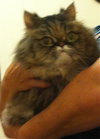 Molly