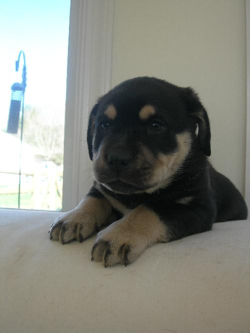 Boone