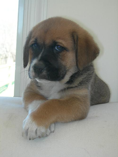 Baxter
