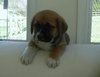 Baxter