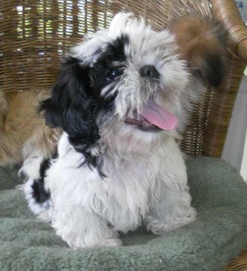 Colby - Adoption Pending