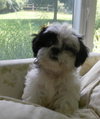 Colby - Adoption Pending