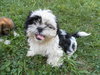 Colby - Adoption Pending