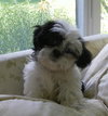 Colby - Adoption Pending