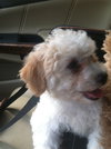 Snowball