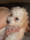 Snowball